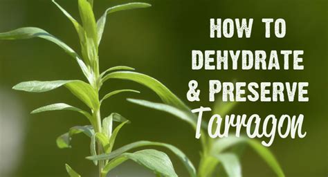 Tarragon Powder moisture meter|how to dehydrate tarragon.